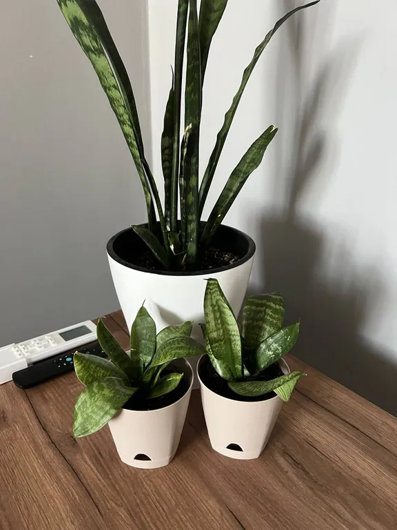 Комфортабельная квартира рядом с Олимпийским парком и красивым видом