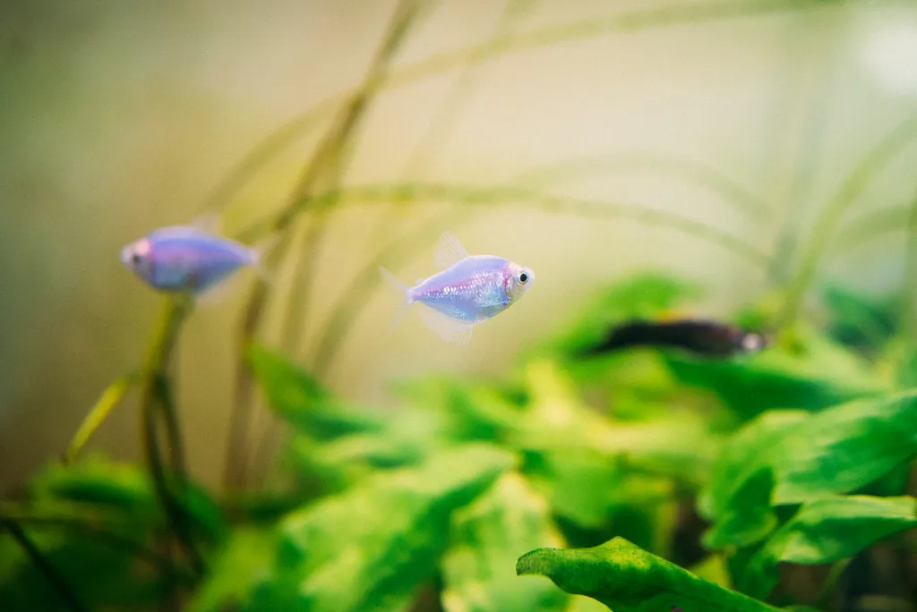 3-комнатный люкс