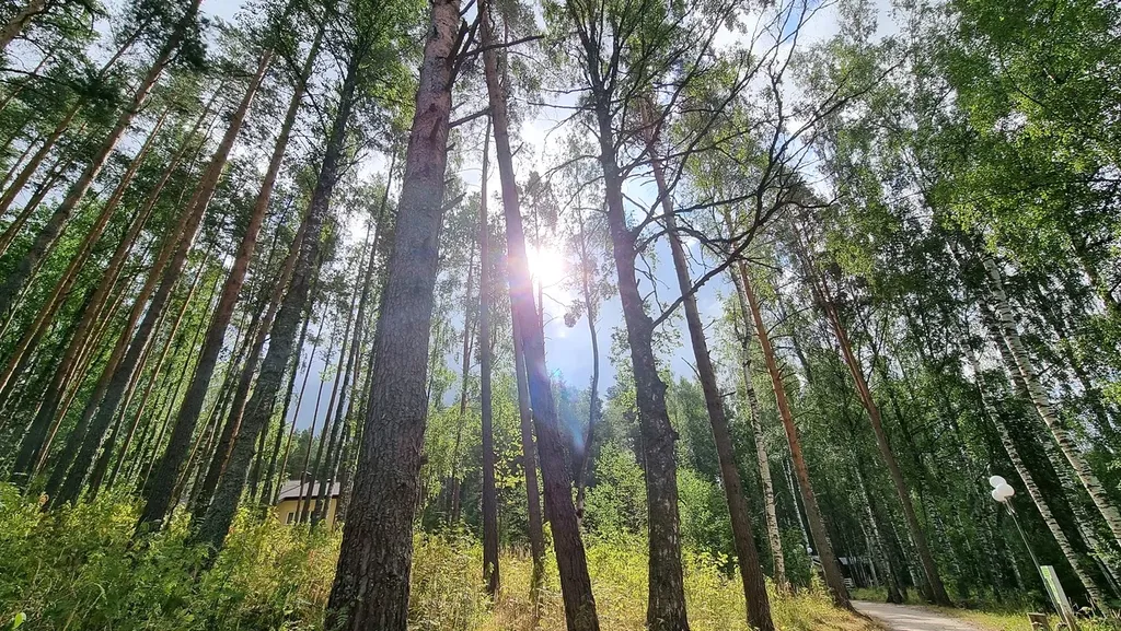 Домик с видом на лес