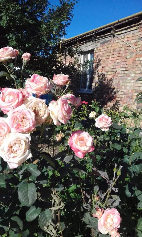 Квартира-студия с балконом