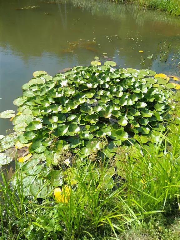 Дом у пруда