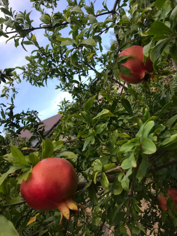 Дачный домик на берегу моря