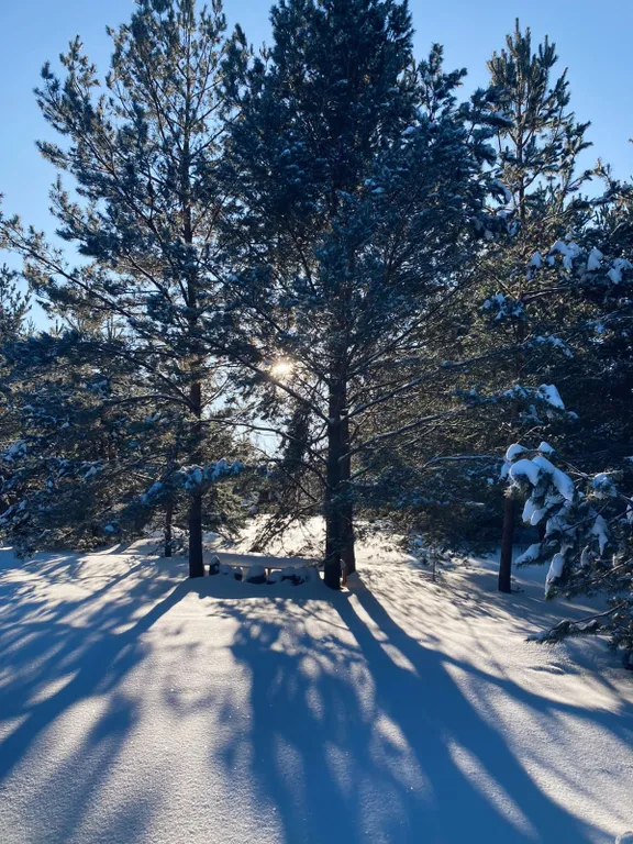 Коттедж Дубль дома с панорамными окнами на сосны — Семеновское