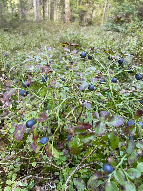 Уютный дом у озера