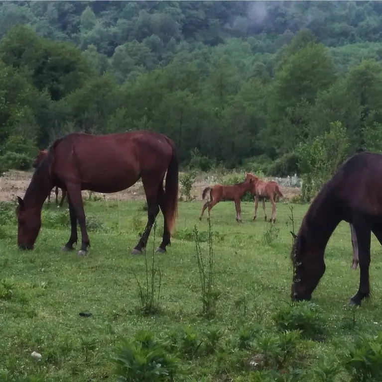 Дом для спокойного отдыха