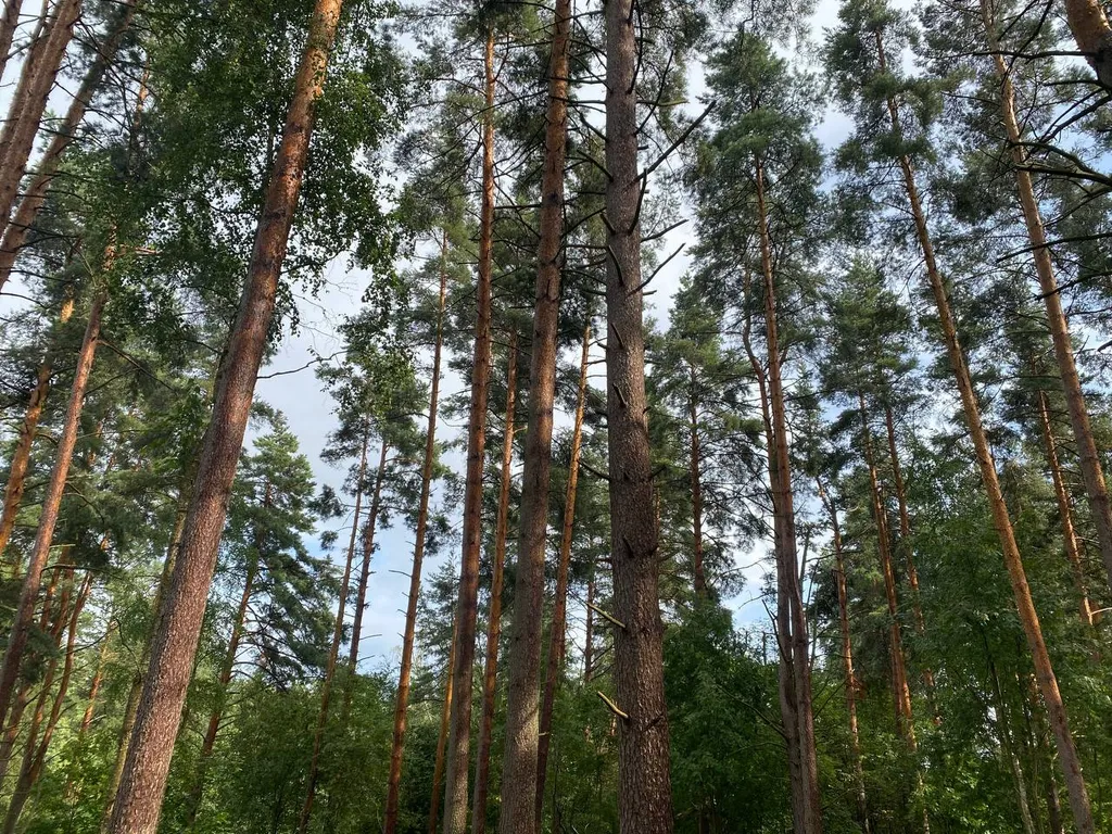 Новый мятный домик в Сосново