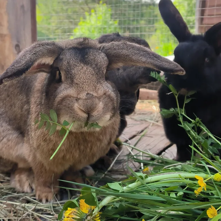 Дом на берегу озера с панорамным видом на лес