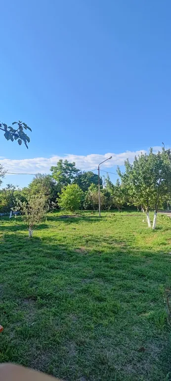 Агава