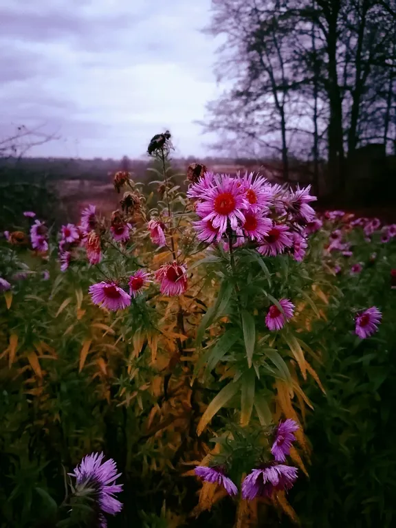 Дом Избушка Луна