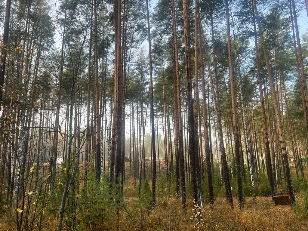 Дом 4 в  лесу у реки