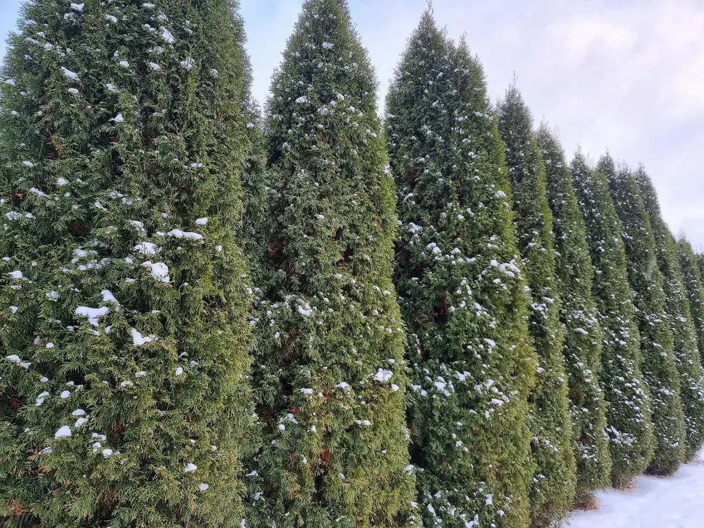 Уютный дом-лофт с видом на лес и реку