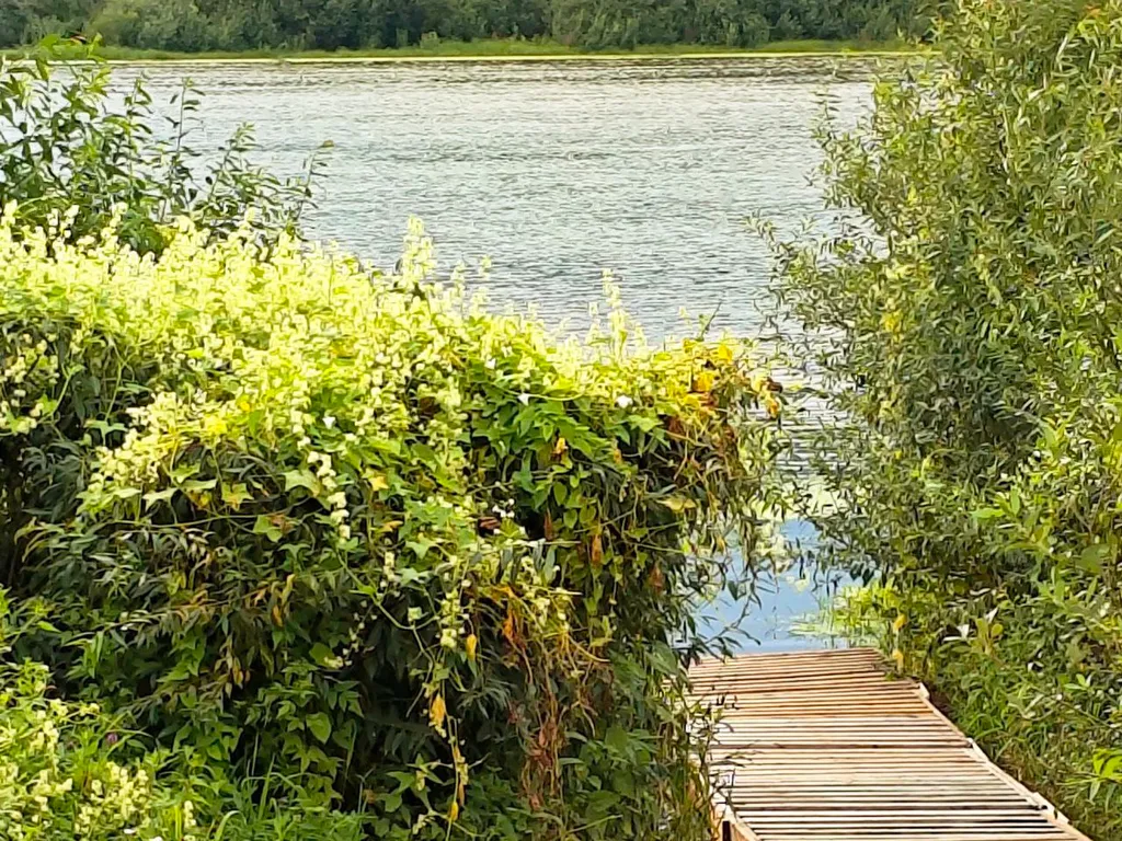 Лес Данкин - домик из Pinterest на Оке