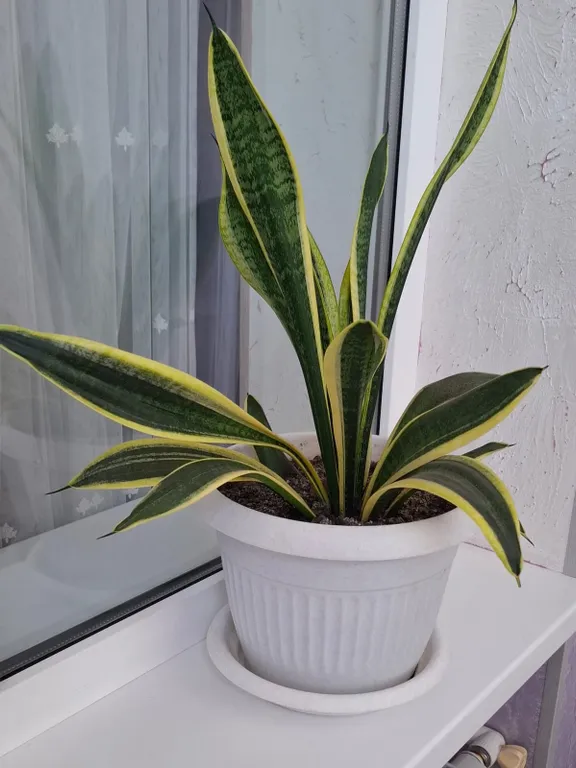 Дизайнерские апартаменты