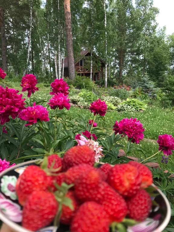 Сказочный дом в лесу