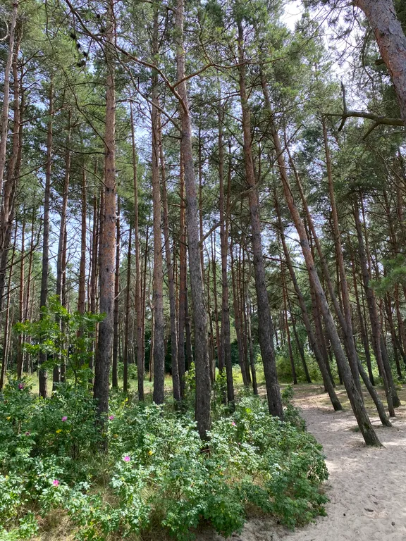 Квартира Квартира Первая линия у моря — Зеленоградск