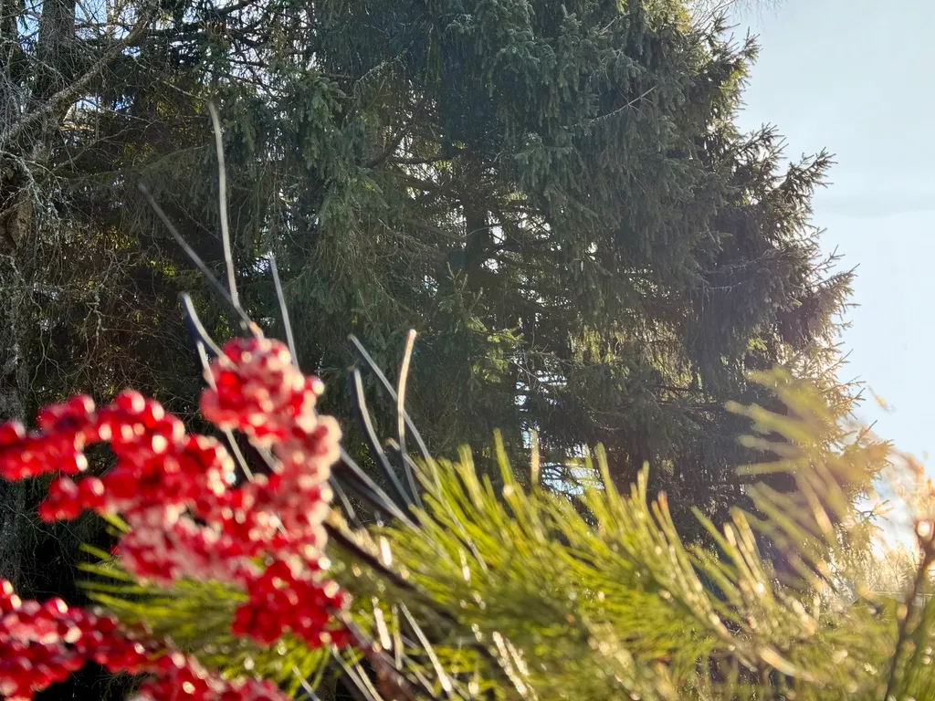 Семейный Дом (с баней) - Елочки