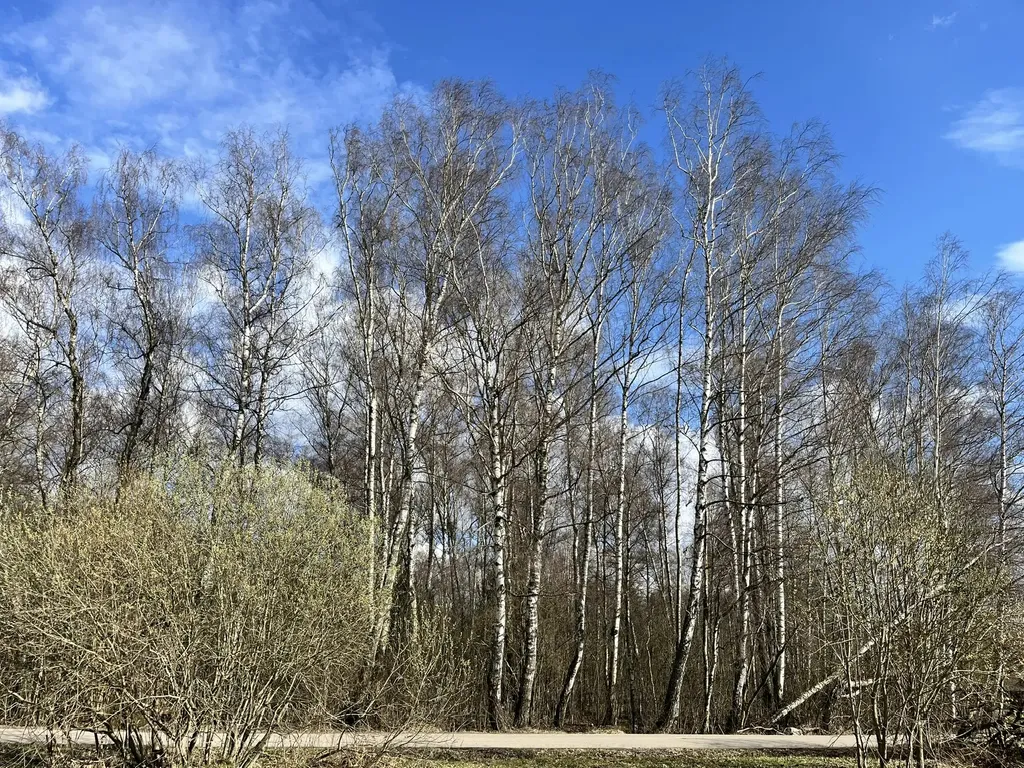 Дом 60m2 — чан, панорамные окна, уединение у леса