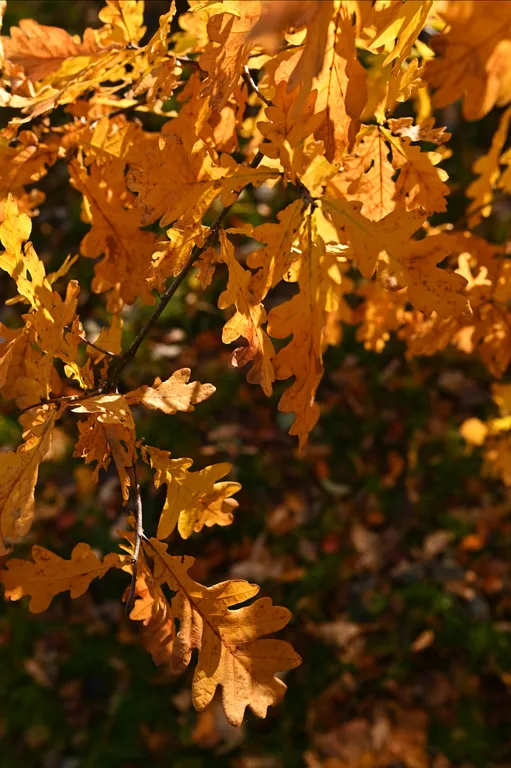 9-комнатный Дом