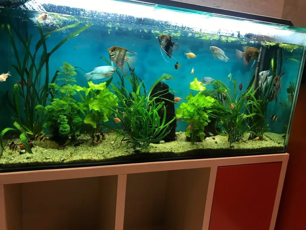 Апартаменты в сердце туристической части Батуми