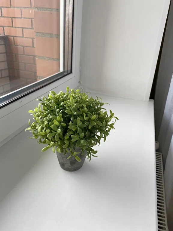 Студия Испания