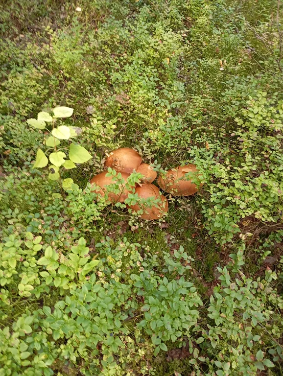 Благоустроенный дом на берегу с баней и катером