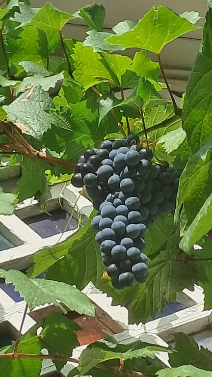 Аппартамент с видом на море у Ворнцовского парка