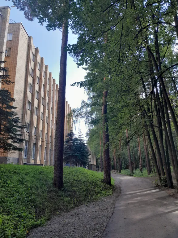 Студия в сосновом бору