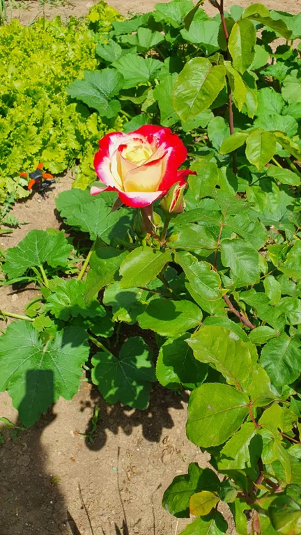 Домик на море, в этом году открыты 2 пляжа