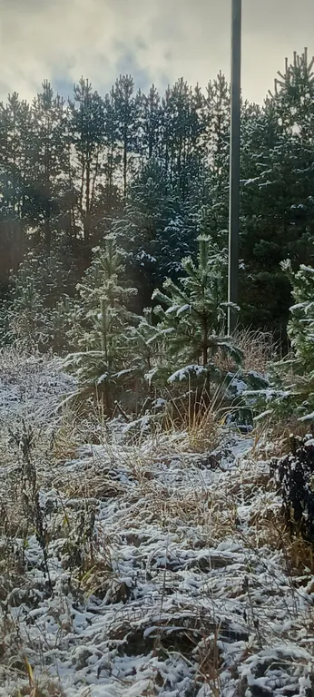 Лесной домик