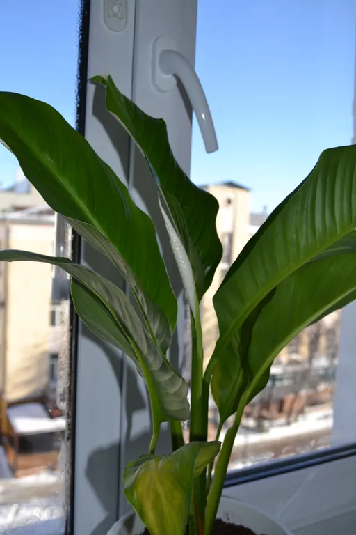 Квартира Квартира Лесная полянка — Екатеринбург