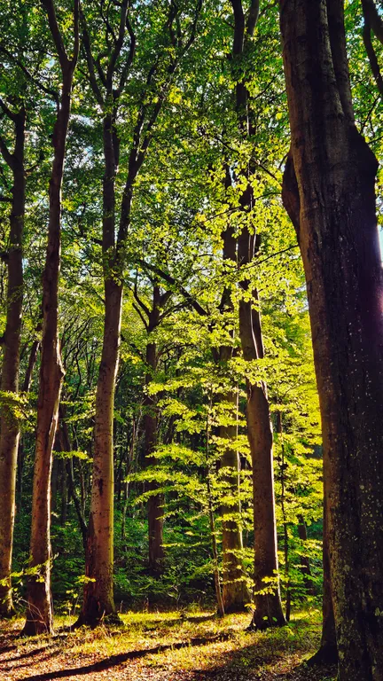 Барнс дача у моря