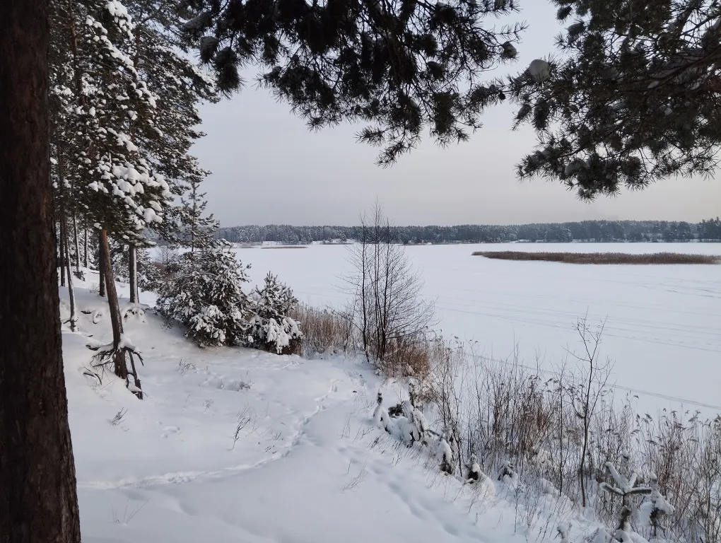 Дом в сосновом бору на озере