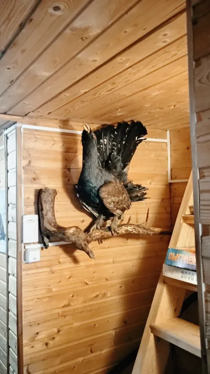 Охотничий дом с медведем на Ладоге