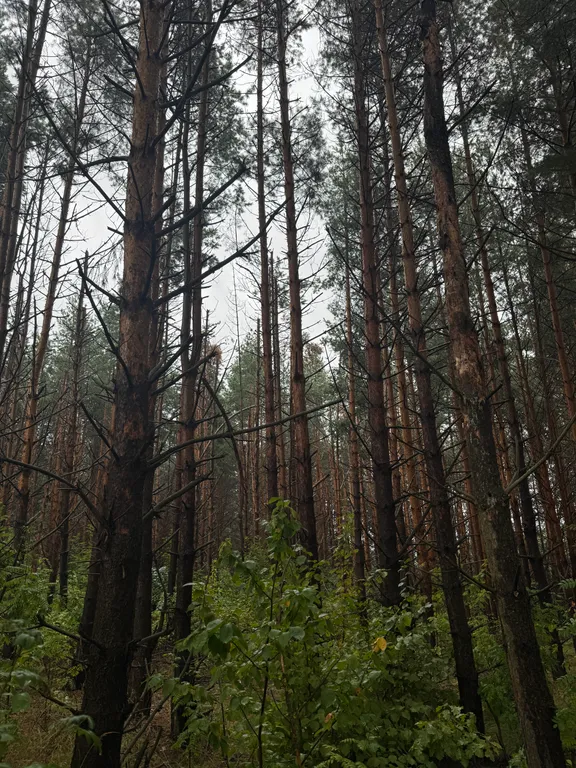 Поместье Сытый Лось с шикарным видом на Долину