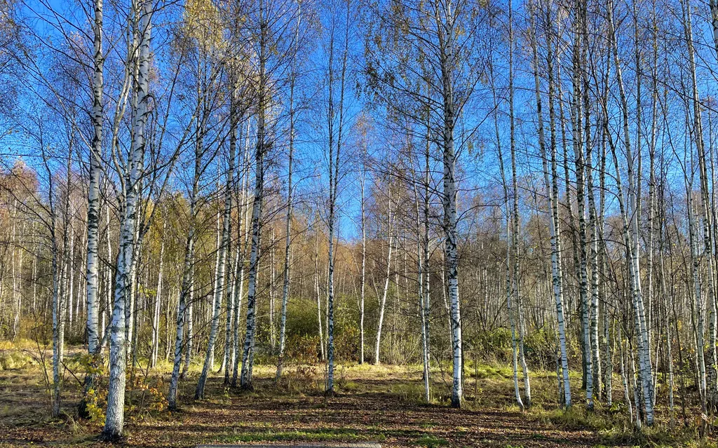 Коттедж Дом в Соловьиной роще — Соловеново