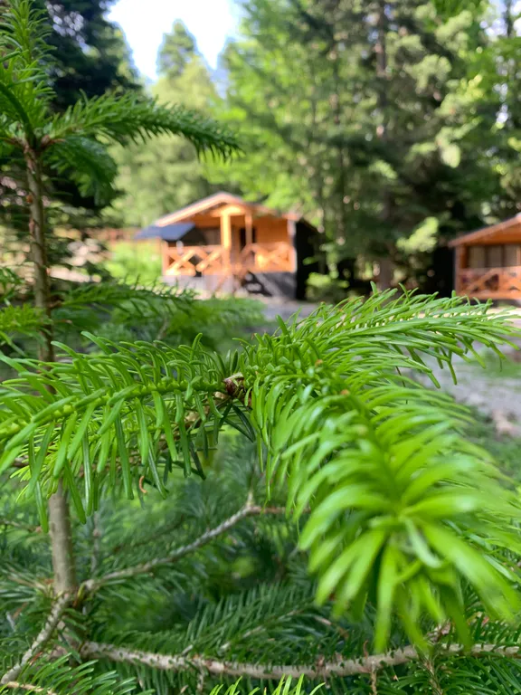 Коттедж Коттедж Уютное шале в окружении леса — Архыз