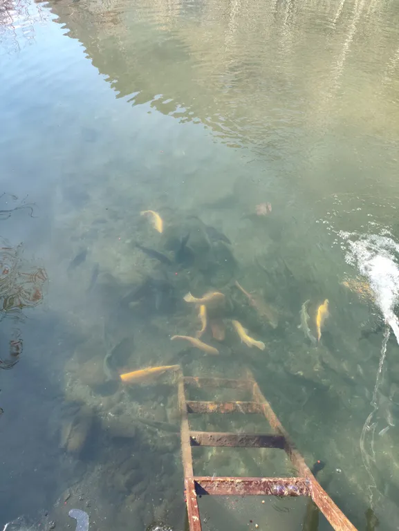 Коттедж Дом с баней и озером — Теберда