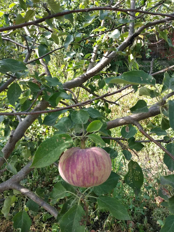 Дом для семейного отдыха с баней на дровах