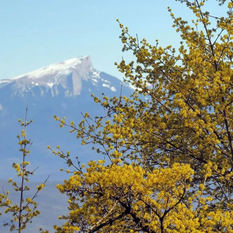 Юрта Монгольская