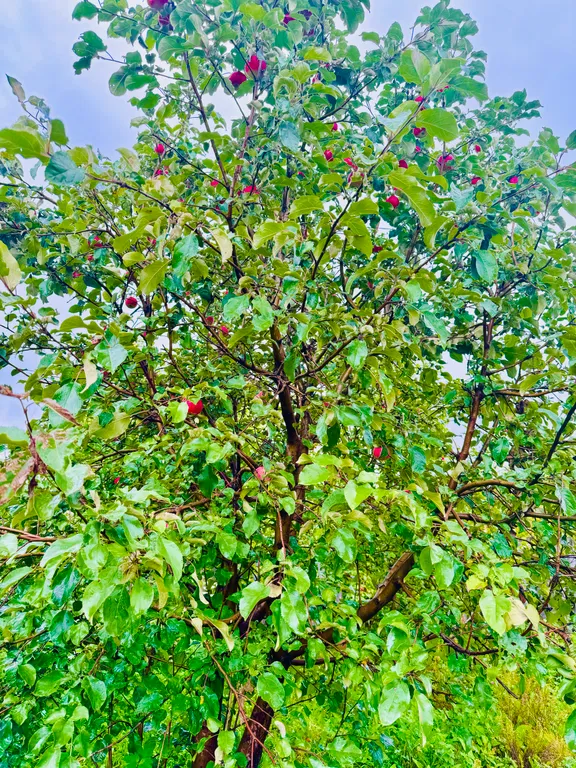 Дача с видом на город