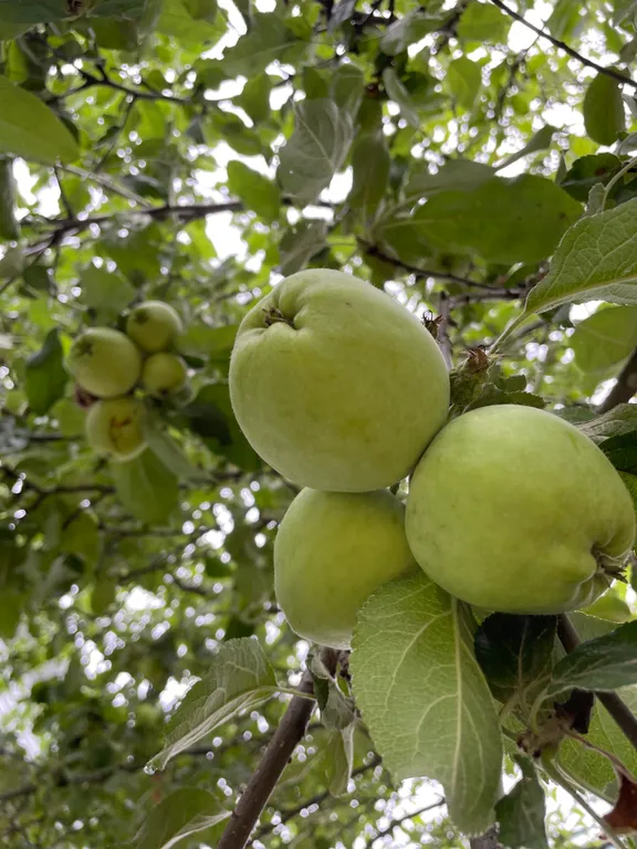 Дом на участке 7 соток