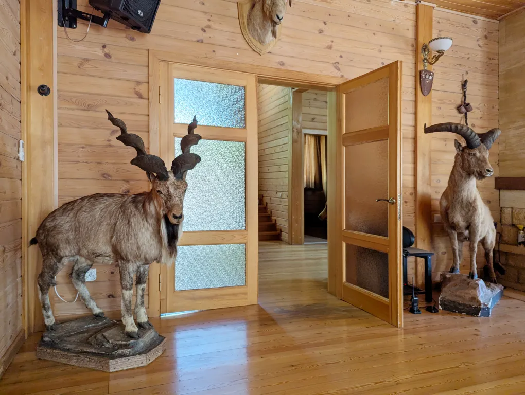 Сруб в заповедном лесу