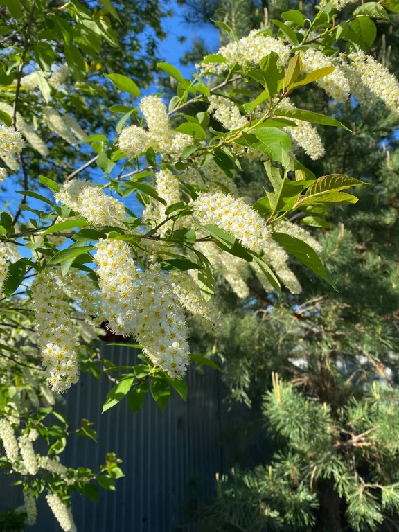 Загородная Усадьба Лесной Рай