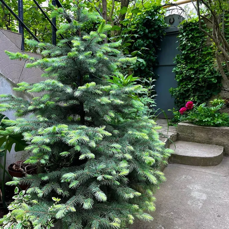 Квартира Квартира Двухкомнатный с кухней и террасой — Севастополь