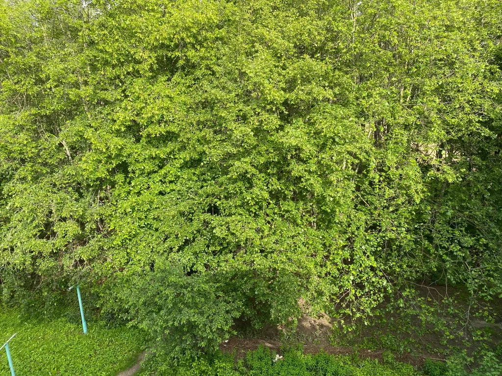 Уютная квартира с видом на липы и сосны