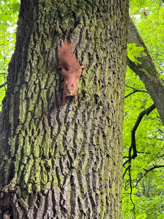 Квартира Квартира Royal Grand Apartment у Королевских ворот — Калининград