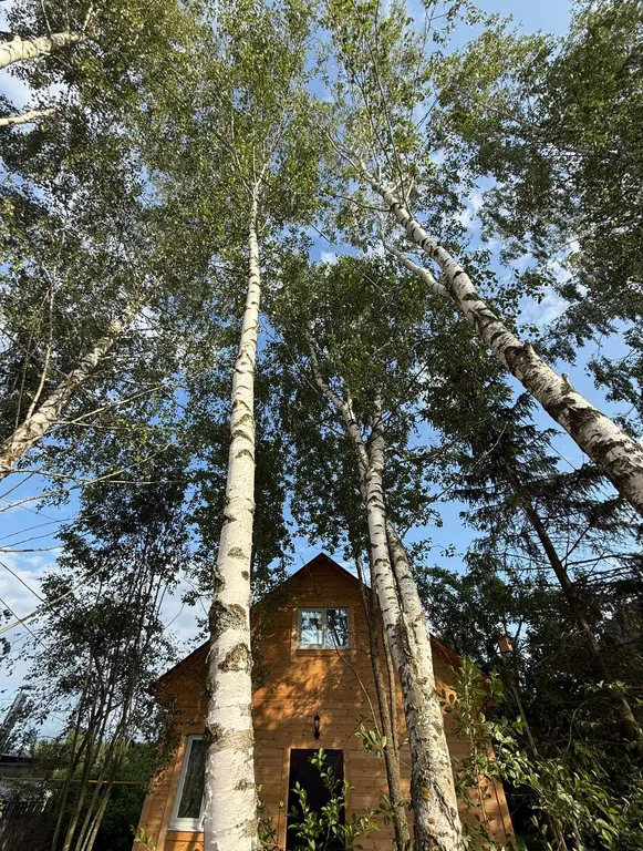 Березовый сад