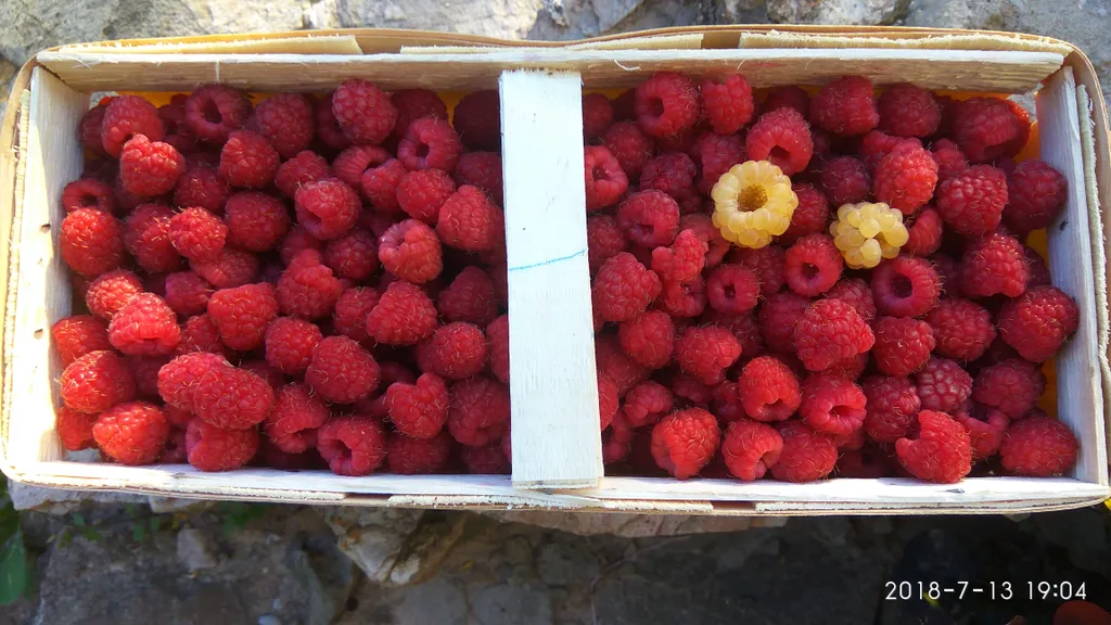 Коттедж Коттедж со своими водоемами и рыбалкой — Шаховская