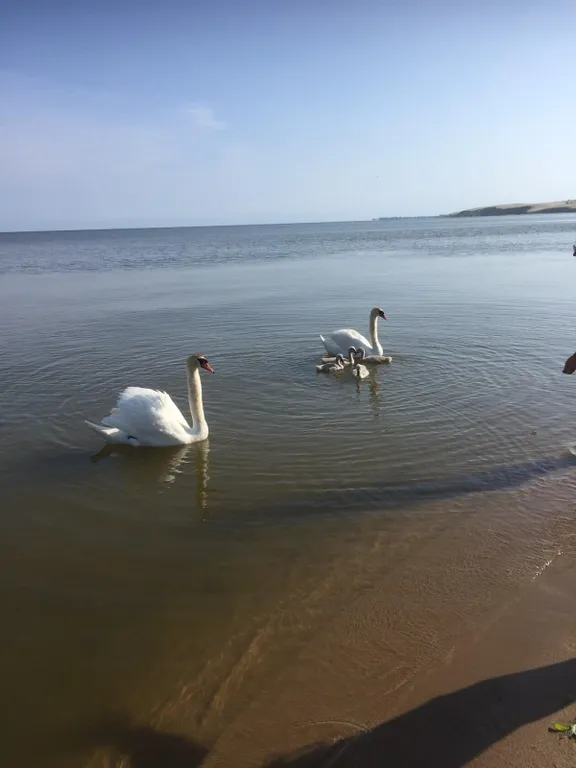 Коттедж Новый, уютный, теплый домик на Куршской косе — Рыбачий