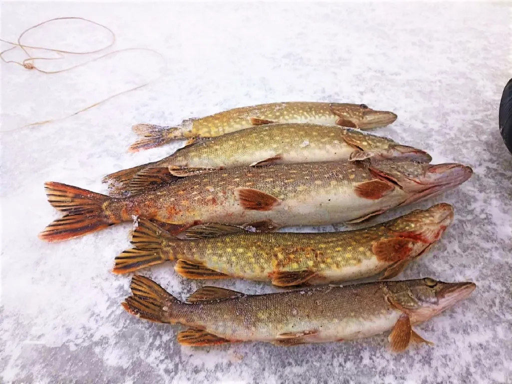 Коттедж Дом в турбазе Чайка, у озера в сосновом бору - Селигерский край — Турбаза Чайка